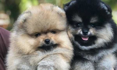 Pomerania Bomu