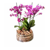 Arreglo Doble Orquídeas Multifloras Naturales En Vidrio