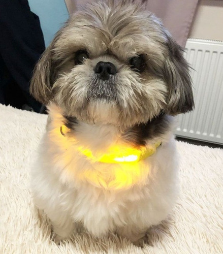 Collar Perro Con Luz ,  Luminoso Ideal Para El Regalon  B13
