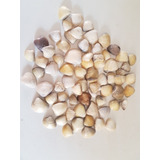 5kg Conchas Do Mar - Decoração - Festas - Aquário Conchinha 