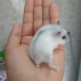 Hamster Anão Russo, Cores Diversas Preço Por Tempo Limitado