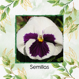 40 Semillas Flor Pensamiento Blanco Suizo+ Obs Germinación