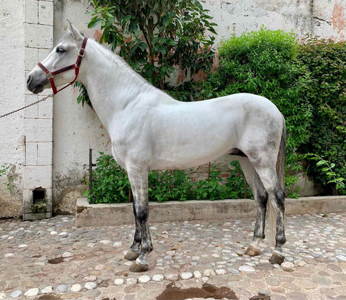 Caballo Español Con Registró Y Microchip, Semental Con Baile