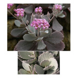 5 Esquejes (plantulas) De Suculenta Kalanchoe Pumila Baker