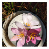 200 Semillas De Zephyranthes O Lirio De Lluvia.