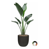 Strelitzia Nicolai - Flor Blanca 7lts - Tu Planta Ideal