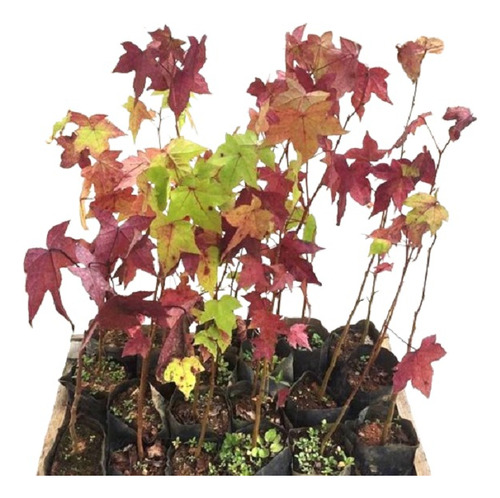 Kit 10 Mudas Liquidambar - Liquidambar Styraciflua