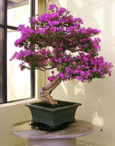 Bugambilia Bonsai