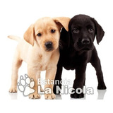 Cachorro Labrador 06