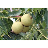 Venta De Tintura Madre De Nogal(juglans Nigra) Formato 60ml