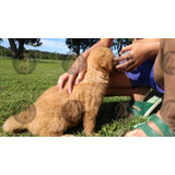 Cachorros Golden Retriever Obra Social Y Garantia Escrita.-.