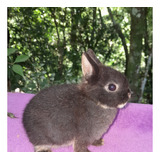 Mini Coelhos Anaos Netherland Dwarf