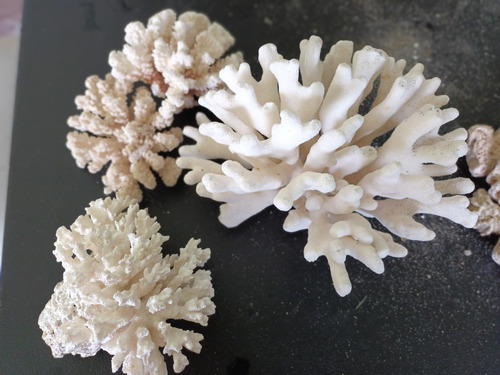 Corales Naturales:acuario Marino O Adorno Incluye Coral Rojo