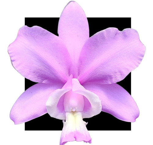 Cattleya A Brazilian Dream 