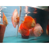 Discus Redmap Y Redmelon Importados 20cm