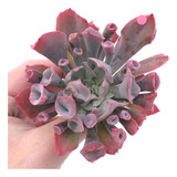 Planta Suculenta Echeveria Pink Trumpet - Rara Colorida