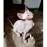 Gata Esfinge Sphynx Sin Pelo Medellin 