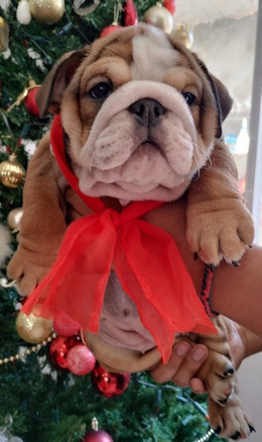 Cachorras Bulldog Ingles Con Gen Exótico. Entrega Inmediata 