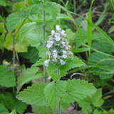 100 Semillas Orgánicas Nepeta Cataria! Menta Hierba De Gatos