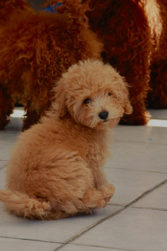 Lindo Cachorrito French Poodle Tacita Mini Champagne