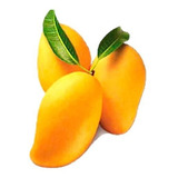 Mango Manila Enano Organico Leer Descripcion Antes