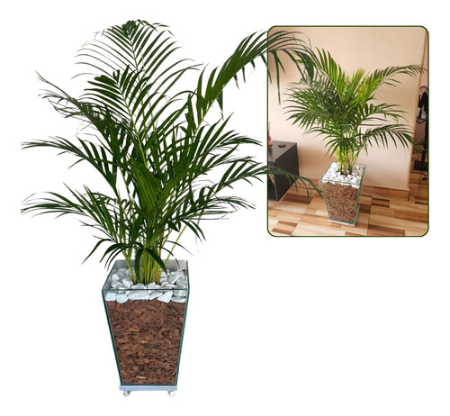 Palmeira Areca No Vaso De Vidro Com Rodinhas