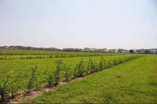 Lotes Campestres A 15 Min De Girardot Urbanización Palermo 