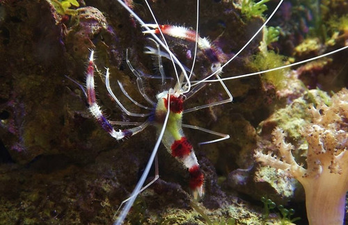 Stenopus Hispidus - Para Acuario Marino - Oceanlife.arg