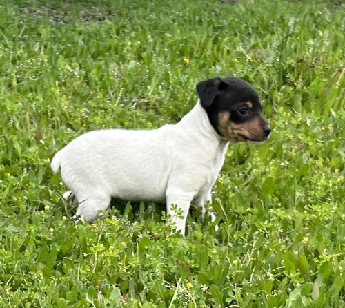 Cachorros Fox Terrier