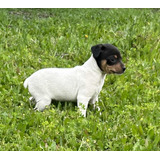 Cachorros Fox Terrier