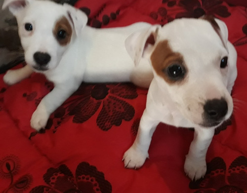 Cachorros Jack Russell !