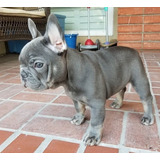  Hermoso Bull Dog Frances Bebe