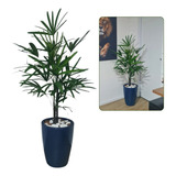 Planta Natural Raphis + Vaso Decorativo
