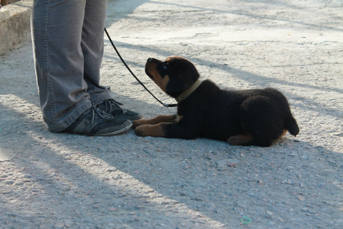 Pasmoso Rottweiler Pedigri Microchip Garantía D Vida 12