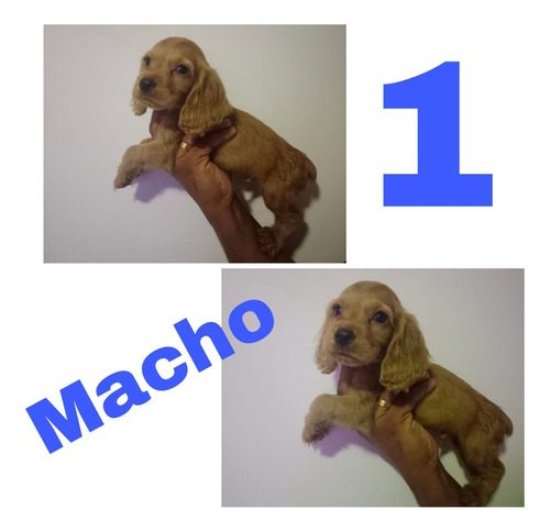 Cachorros Cocker Spaniel