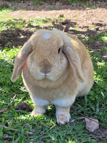 Conejo ( Hembra) Holland Lop