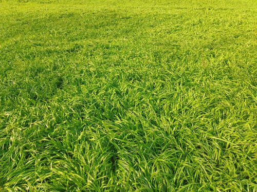 Semilla De Pasto Ryegrass Anual Tetraploide - Oregon (5 Kg)