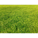 Semilla De Pasto Ryegrass Anual Tetraploide - Oregon (5 Kg)