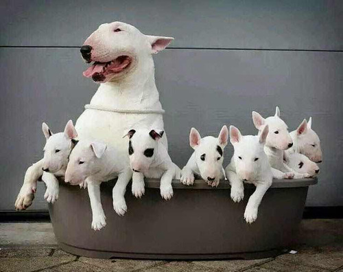 A Pronta Entrega Filhotes De Bull Terrier Pedigree E Vacinad