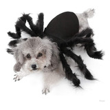 Roupas Pet Gato Cachorro Fantasia Halloween Aranha Tamanho S