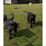 Cachorros Cane Corso Negros