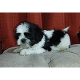 Cachorro Shih Tzu. Excelente Calidad. 