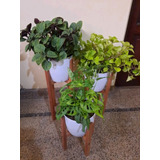 Combo Portamacetas + Plantas Interior