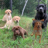 Cachorros Labrador De Campo, Puros, Robustos, Fuertes Sanos