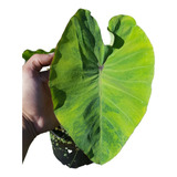 Colocasia Elena