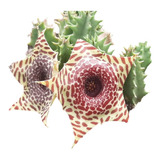 Suculenta Huernia Zebrina Amarela - Planta Rara De Coleção