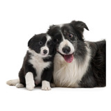 Border Collie Fofos Filhotes