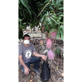 Mango Cuma Gigante No Semilla Arbolitofrutal Injert Exótico