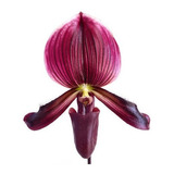 Orquídea Rara Sapatinho Paphiopedilum Maudiae Black Jack