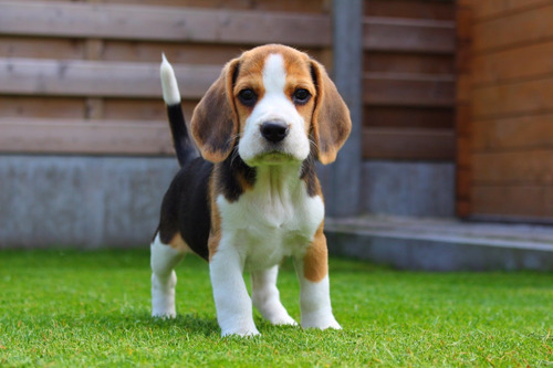 Cachorro Beagle Tricolor 007